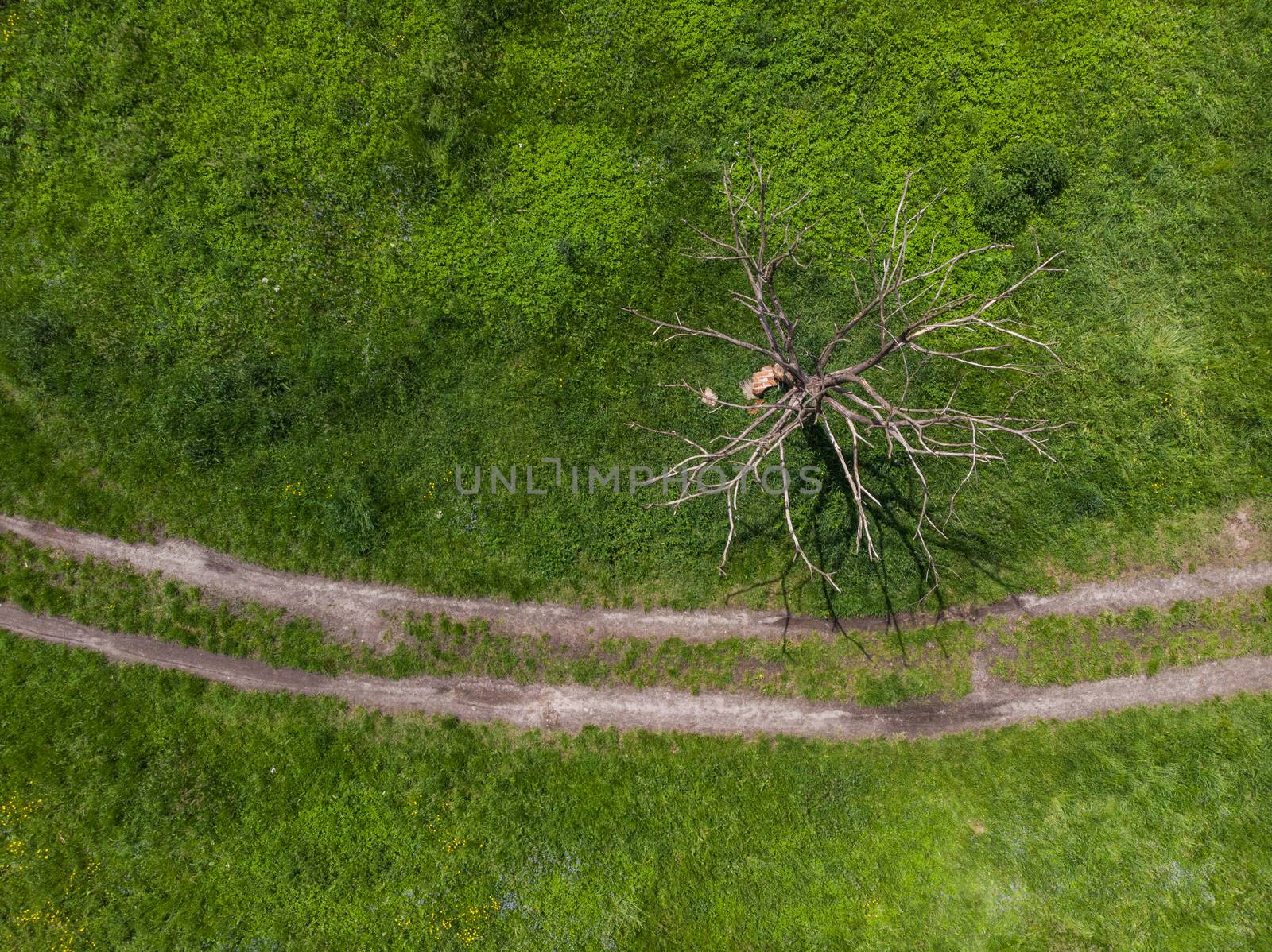 Top down look to connection of paths between grass, bushes and trees