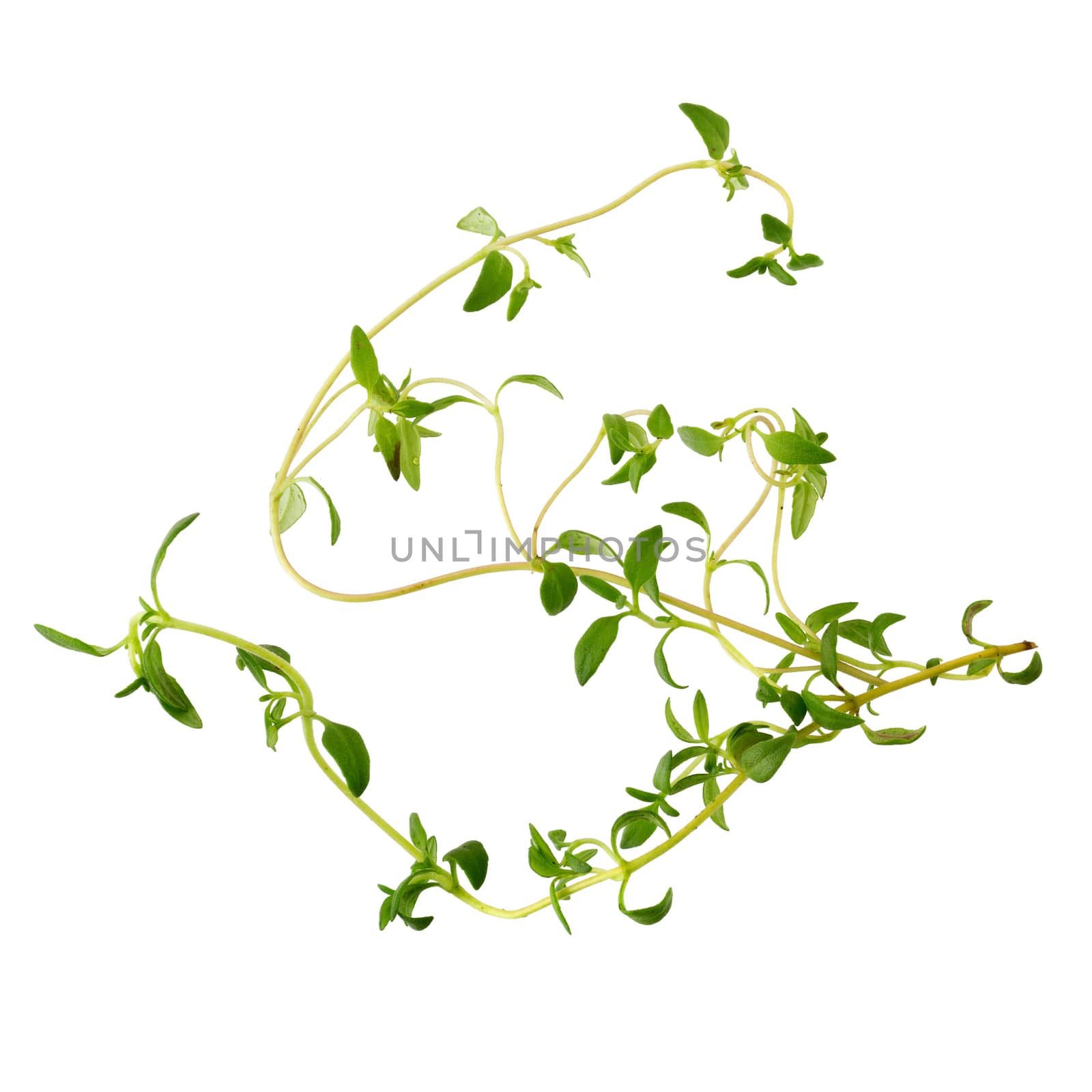 Thyme fresh herb isolated on white background.