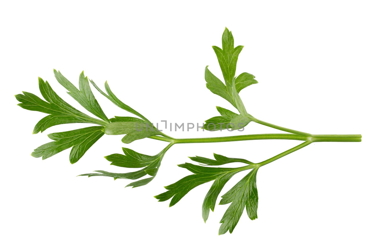 parsley fresh herb isolated on a white background.