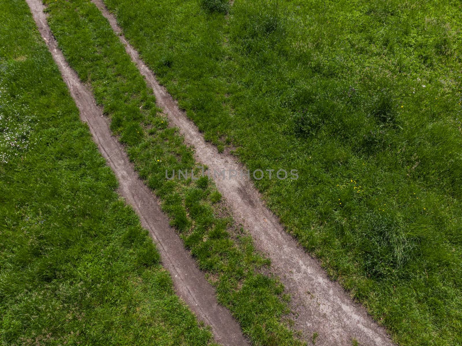 Double path between green clearing full of grass