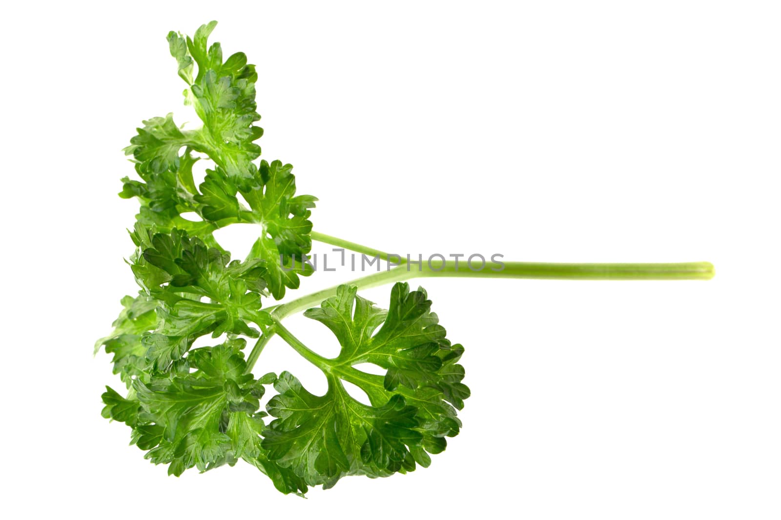 parsley fresh herb isolated on a white background by kaiskynet