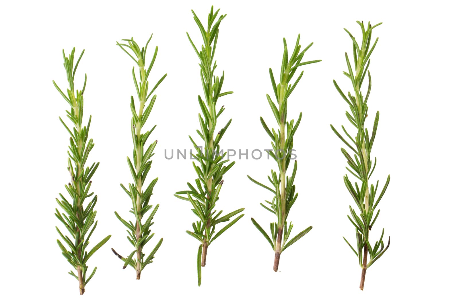 fresh rosemary bunch isolated on white background by kaiskynet