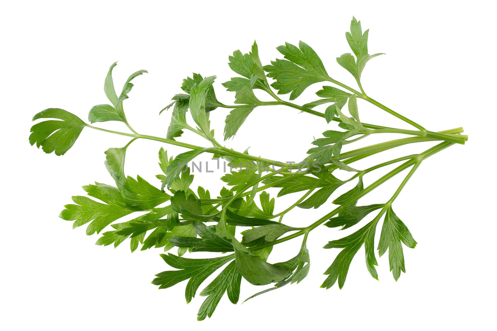 parsley fresh herb isolated on a white background by kaiskynet