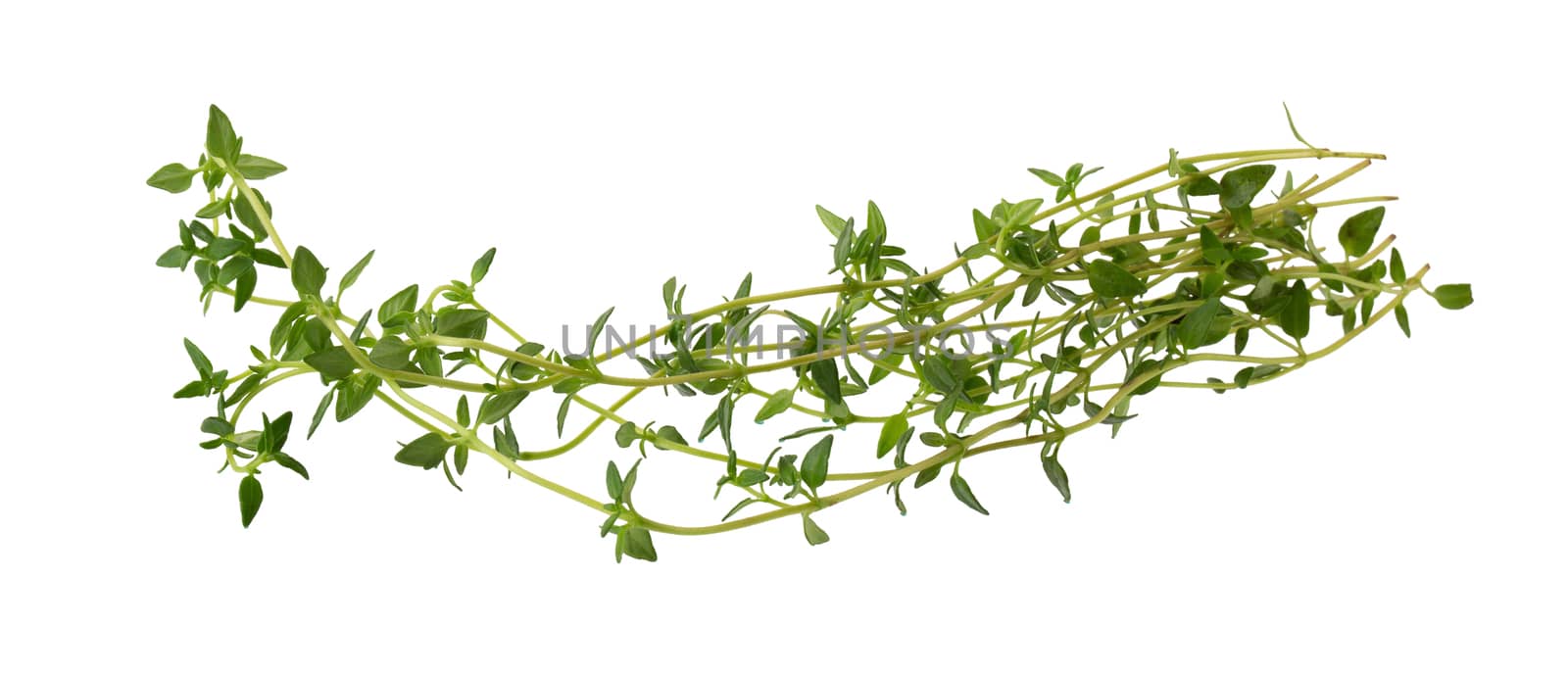 Thyme fresh herb isolated on white background by kaiskynet