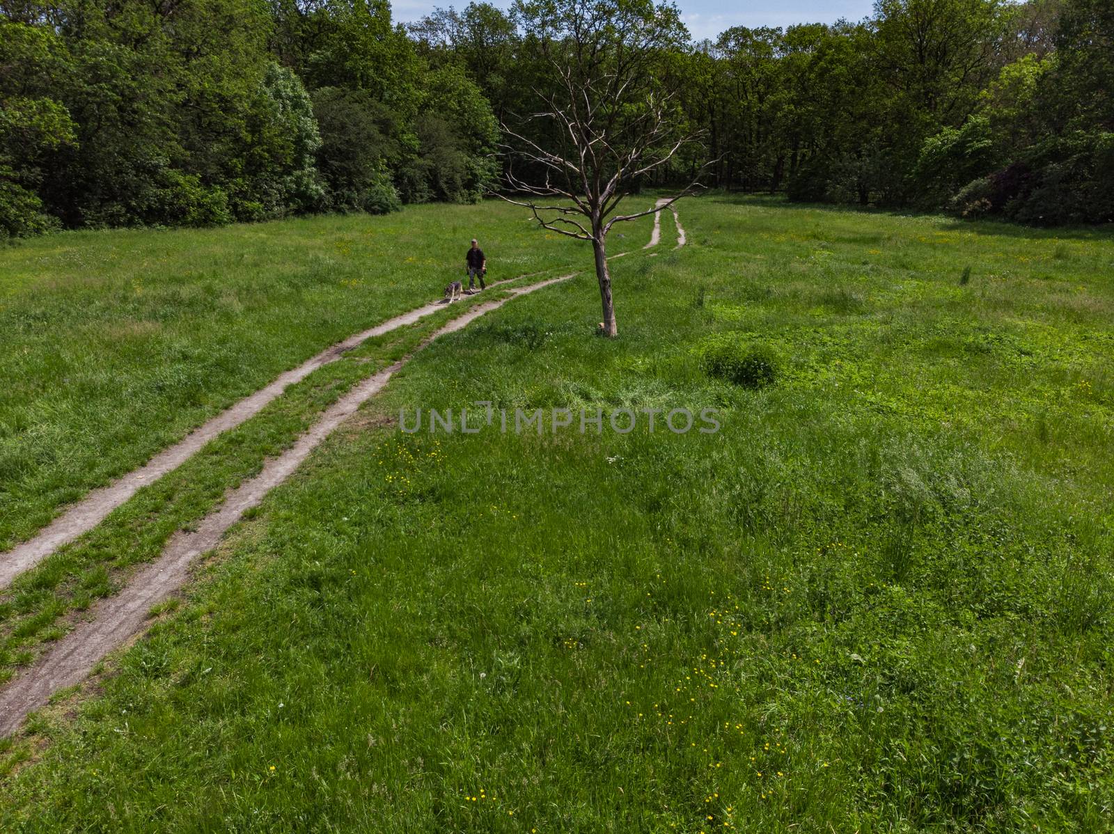 Man walking with dog on clearing with trees around  by Wierzchu