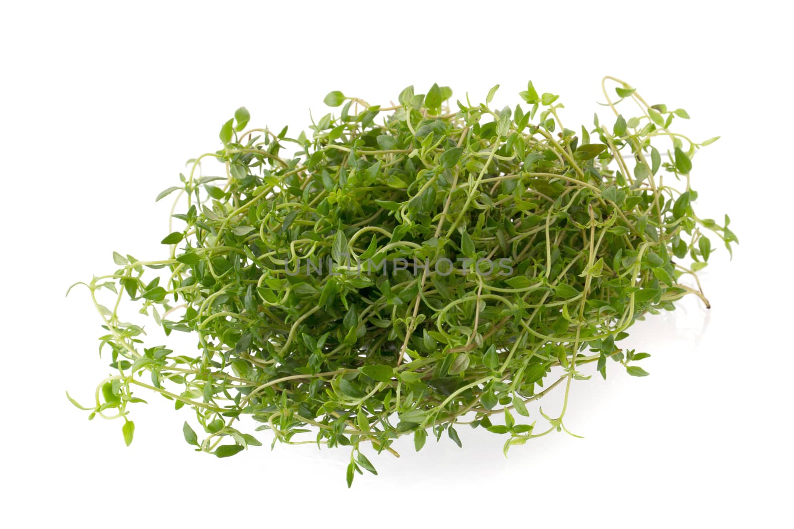 Thyme fresh herb isolated on white background.