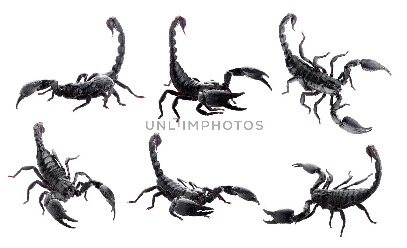 Black scorpions isolated on a white background by kaiskynet