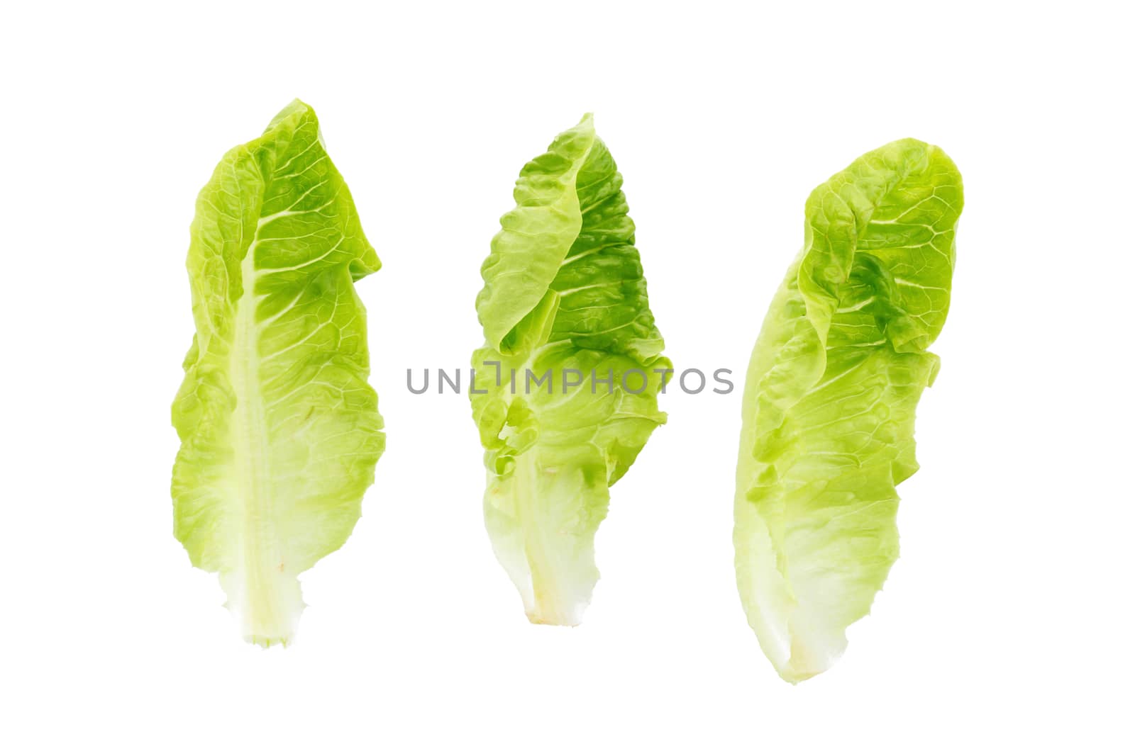 Fresh green cos lettuce Isolated on White Background.