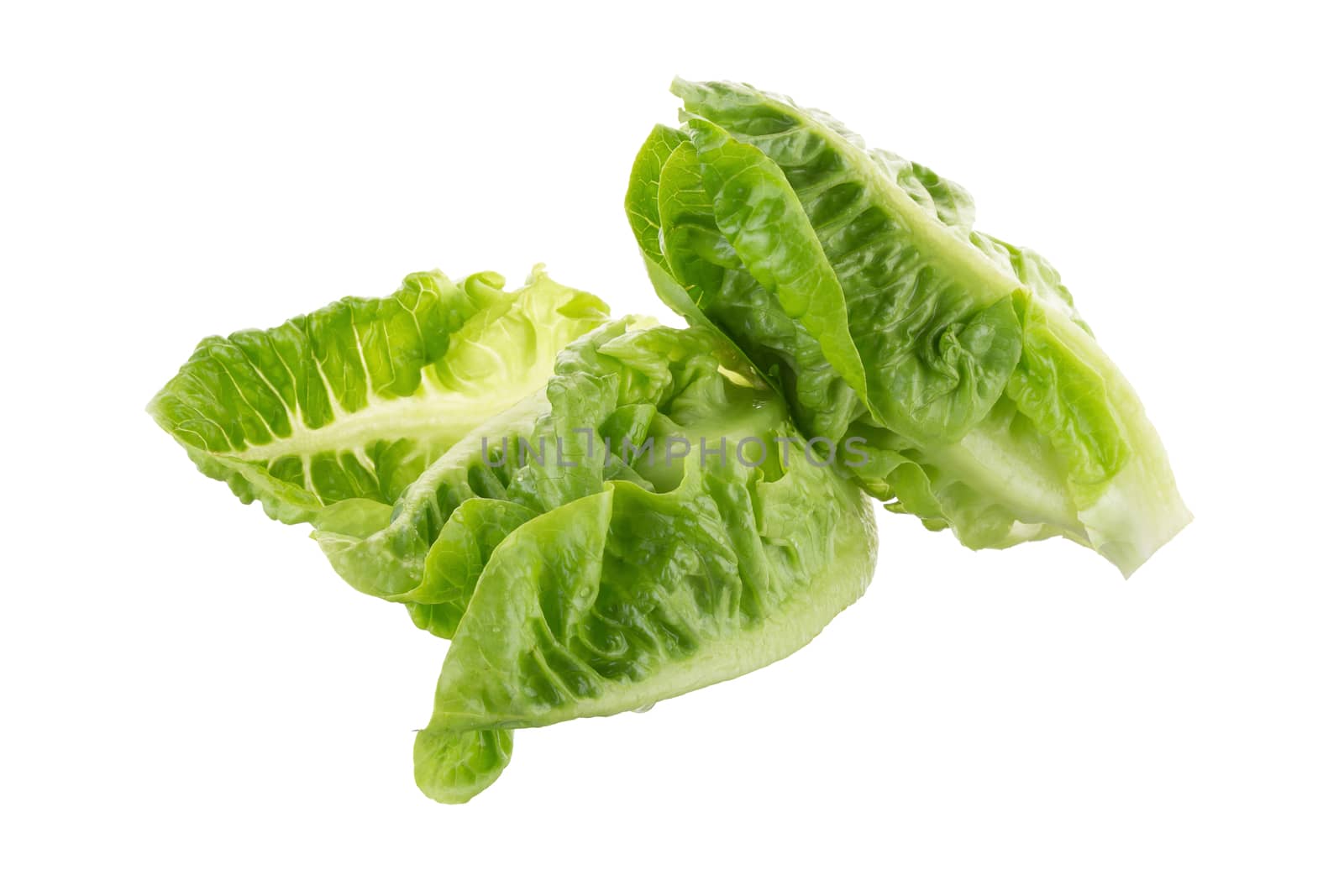 Fresh green cos lettuce Isolated on White Background by kaiskynet