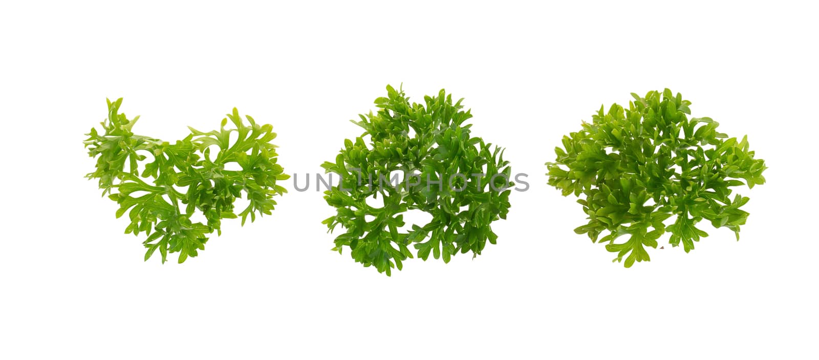 fresh parsley isolated on a white background. by kaiskynet