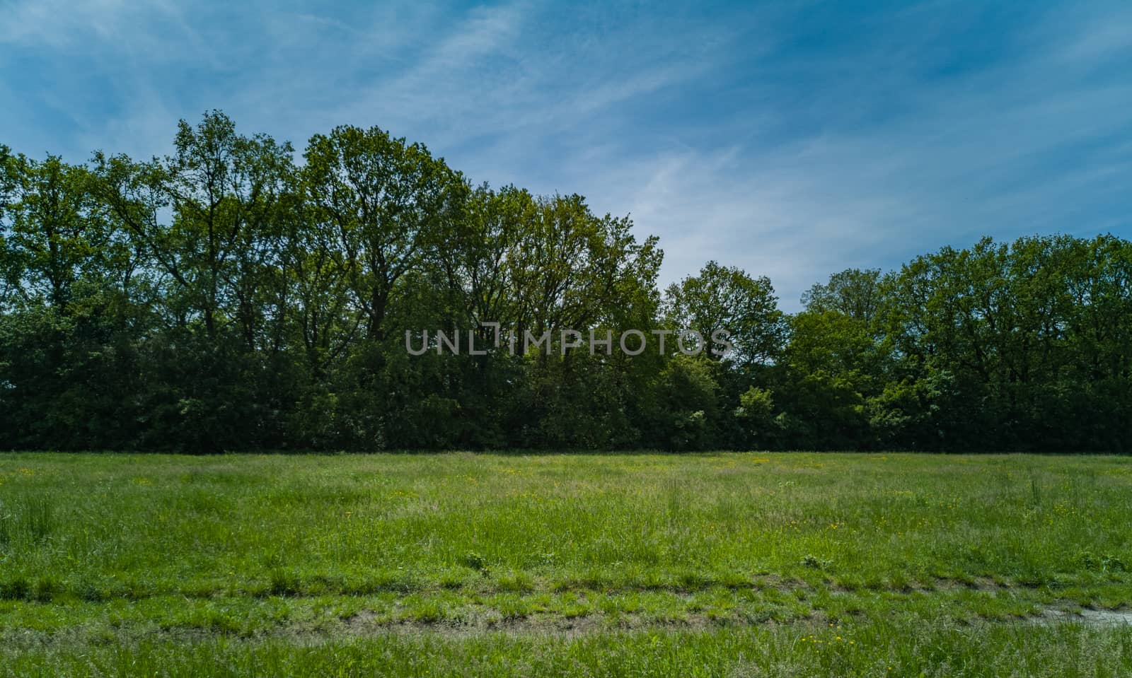 Green clearing with dry tree near path high trees and blue cloudy sky