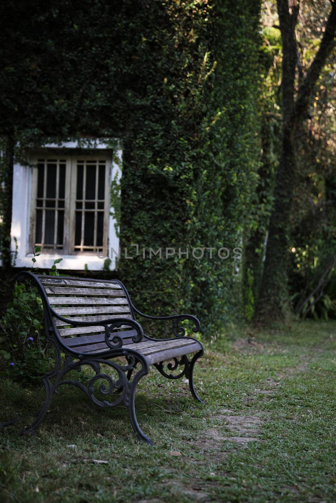 bench and window with leaves texture at English park