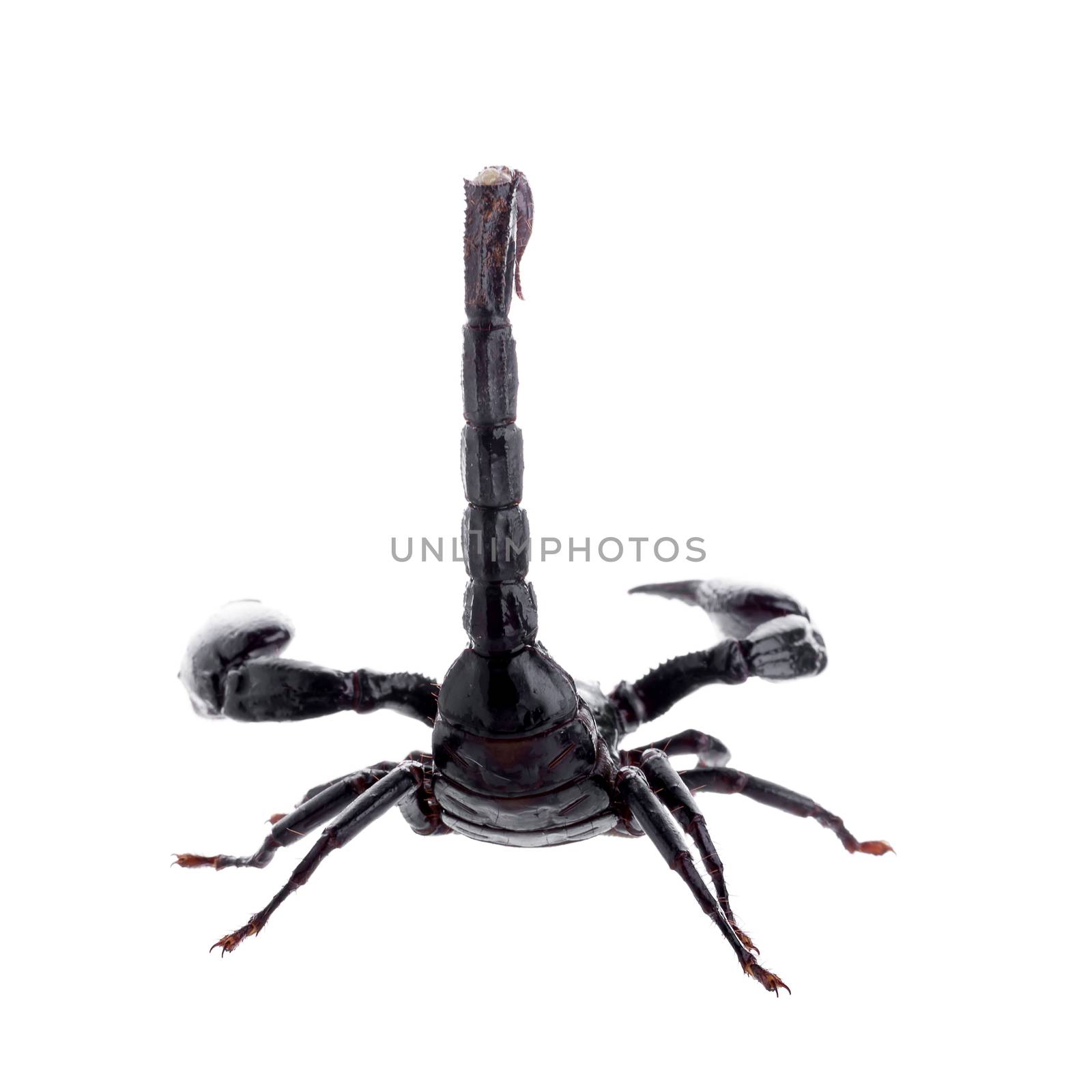 Black scorpions isolated on a white background by kaiskynet