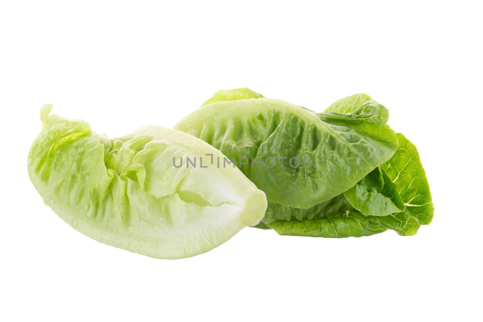 Fresh green cos lettuce Isolated on White Background.