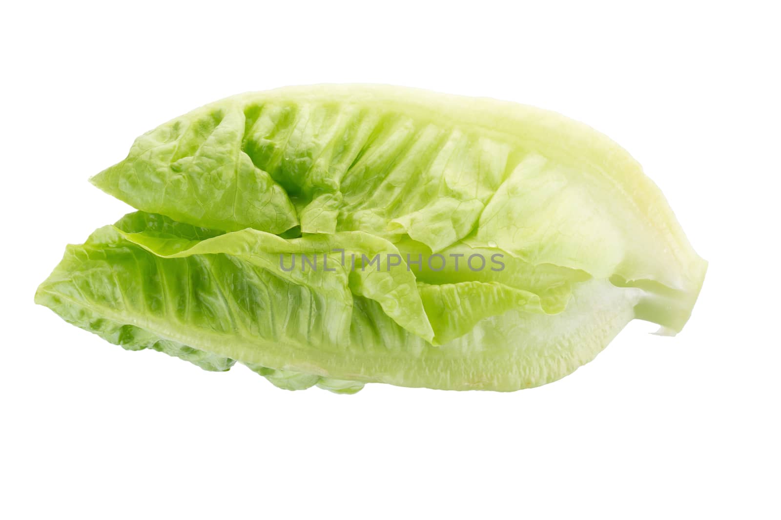 Fresh green cos lettuce Isolated on White Background.