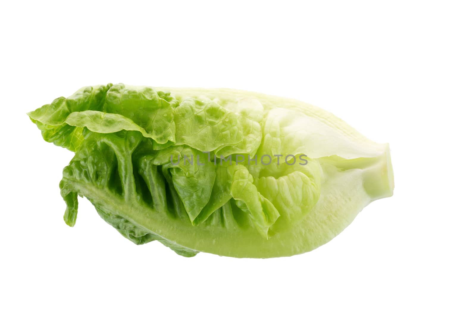 Fresh green cos lettuce Isolated on White Background.