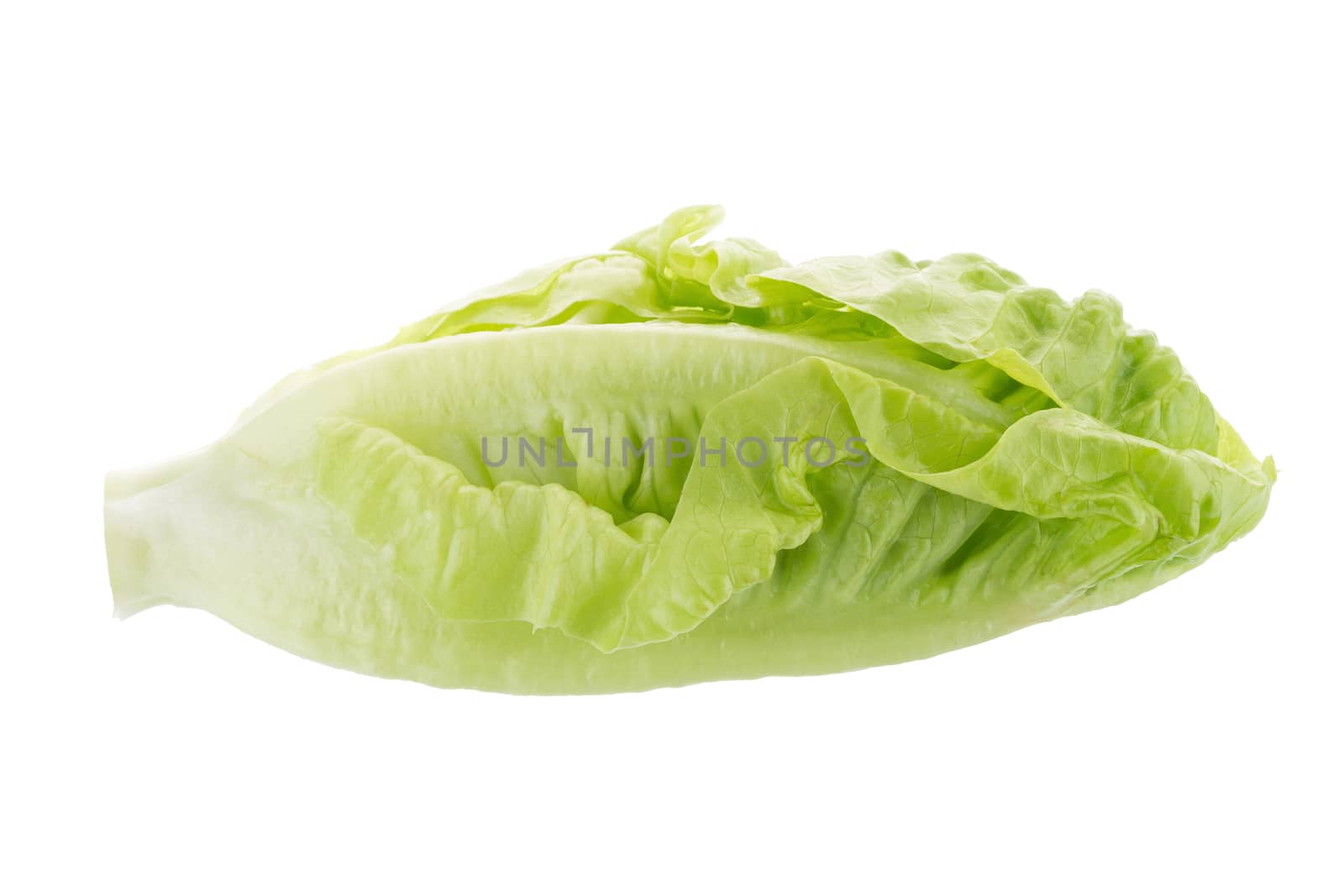 Fresh green cos lettuce Isolated on White Background.