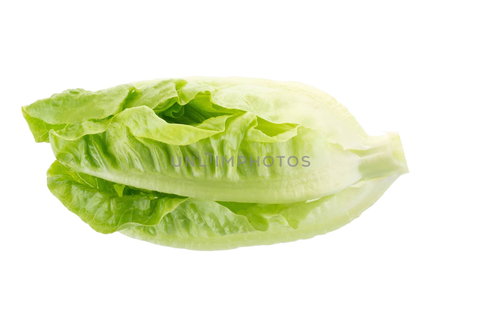 Fresh green cos lettuce Isolated on White Background.