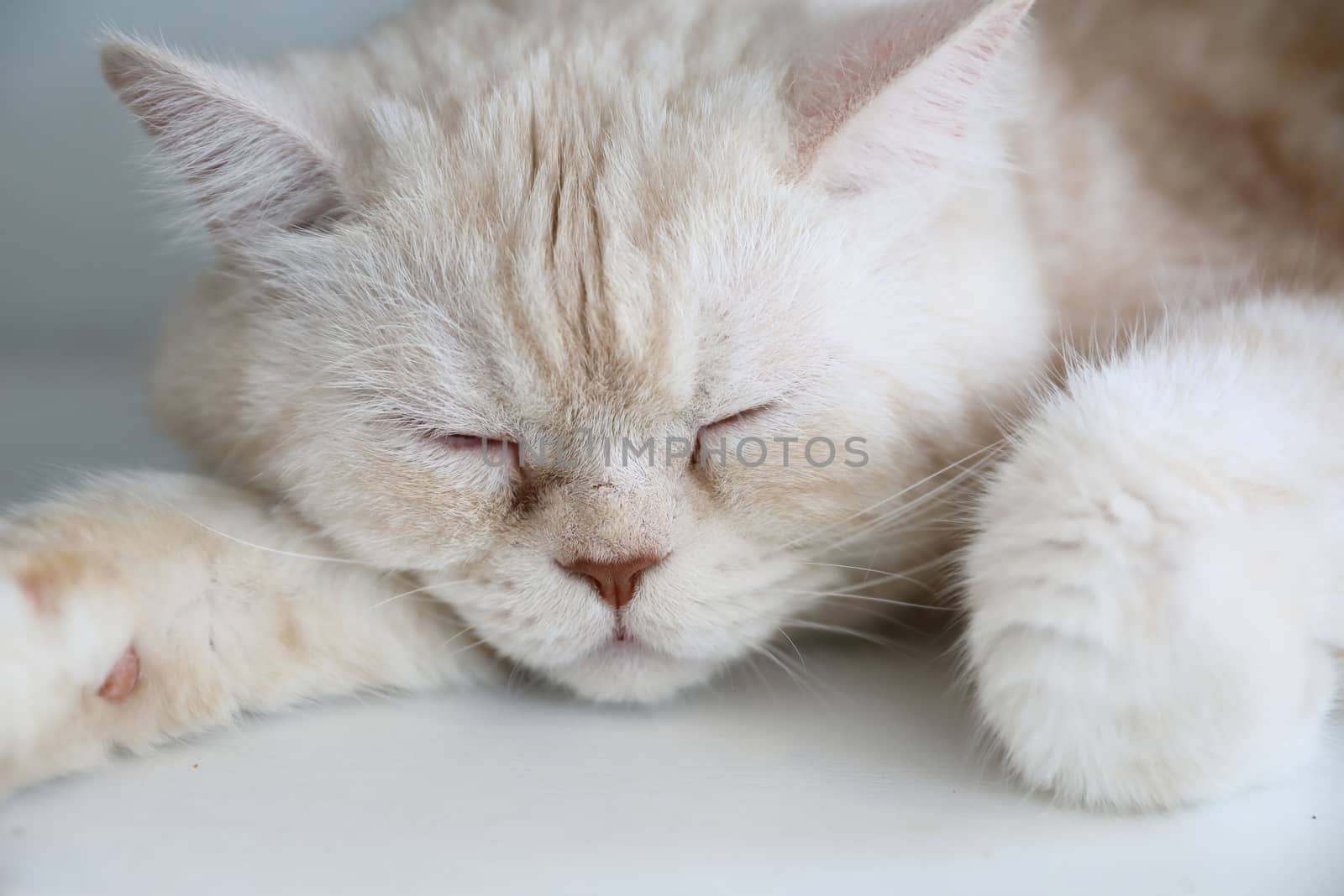 Cute cat sleeping in day time