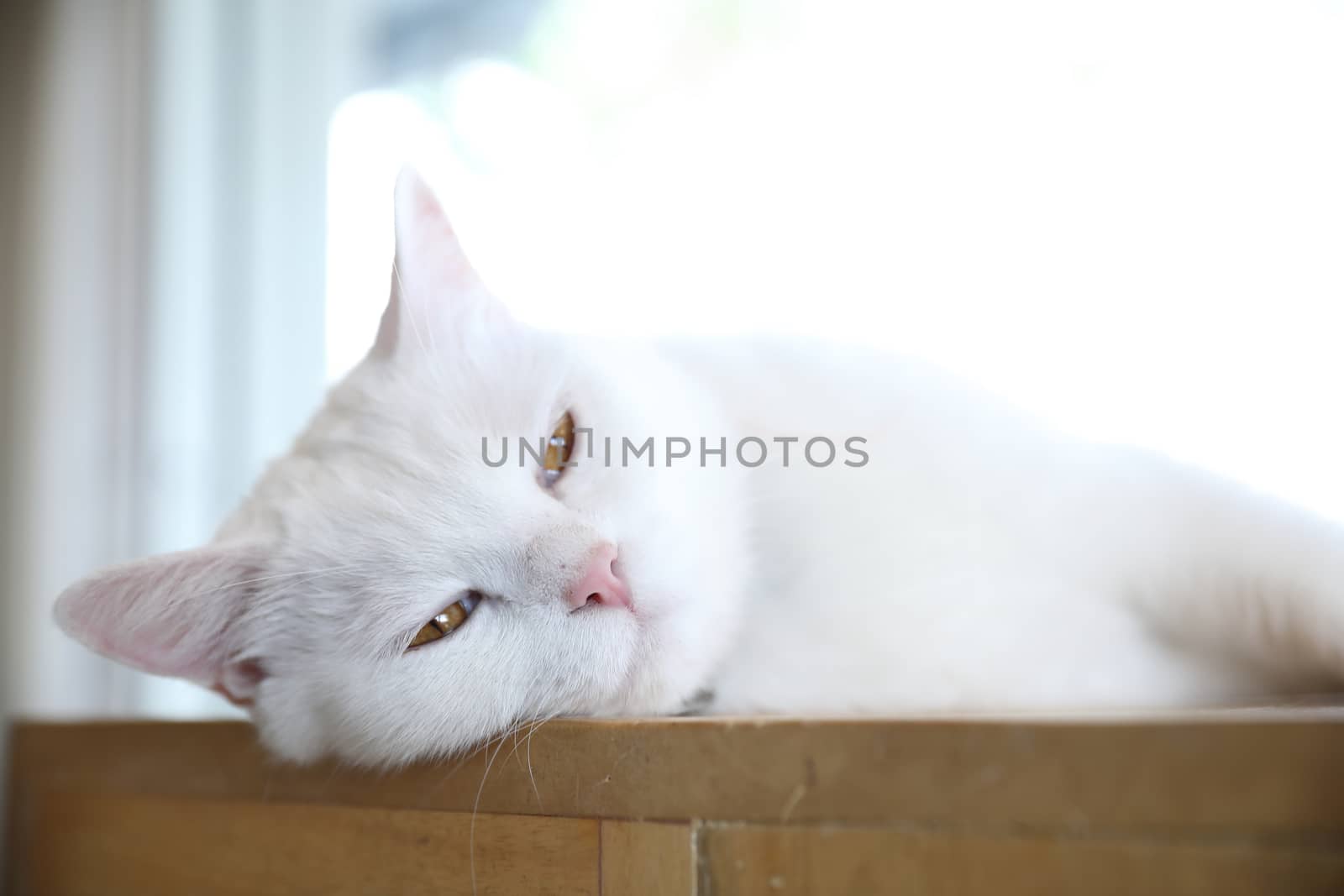 Cute cat looking relax by piyato