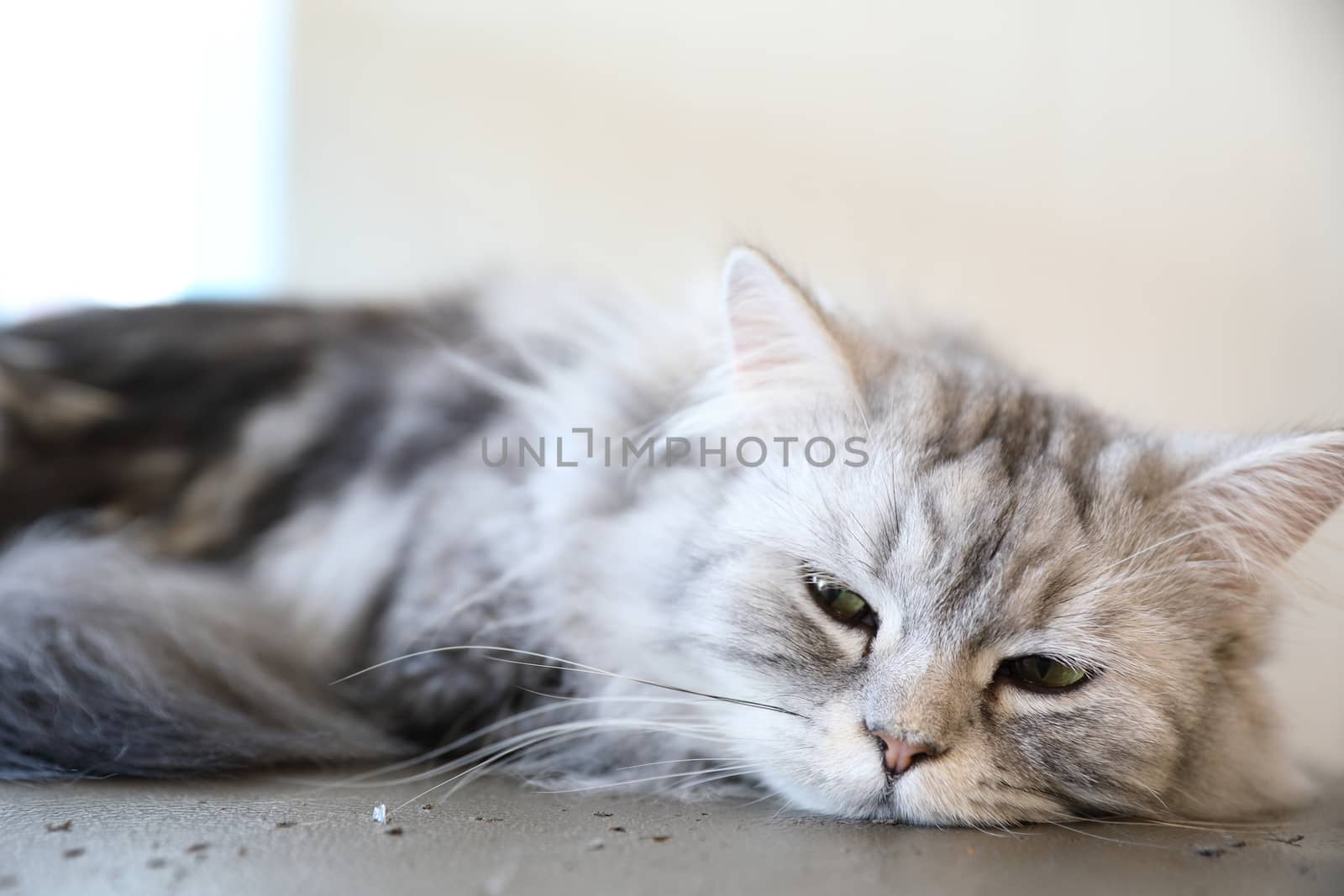 Cute cat sleeping in day time