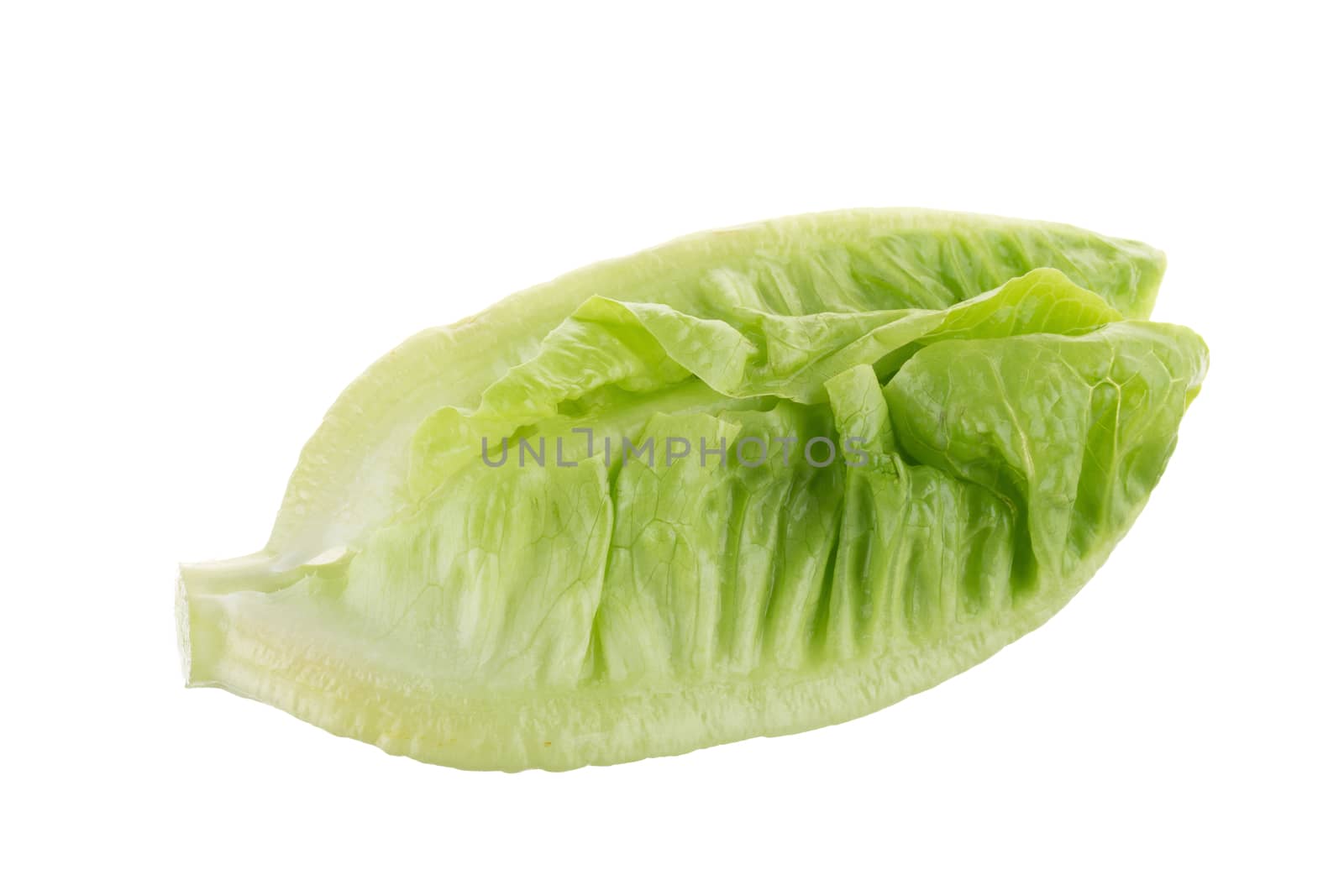 Fresh green cos lettuce Isolated on White Background.