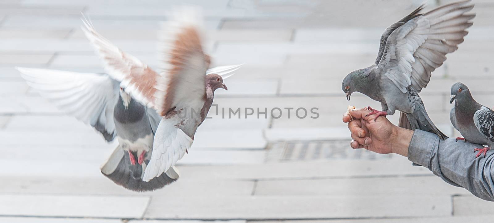 many pigeons feeding from a hand by sirspread