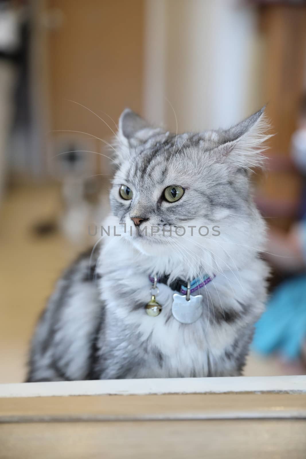 Cute cat looking relax