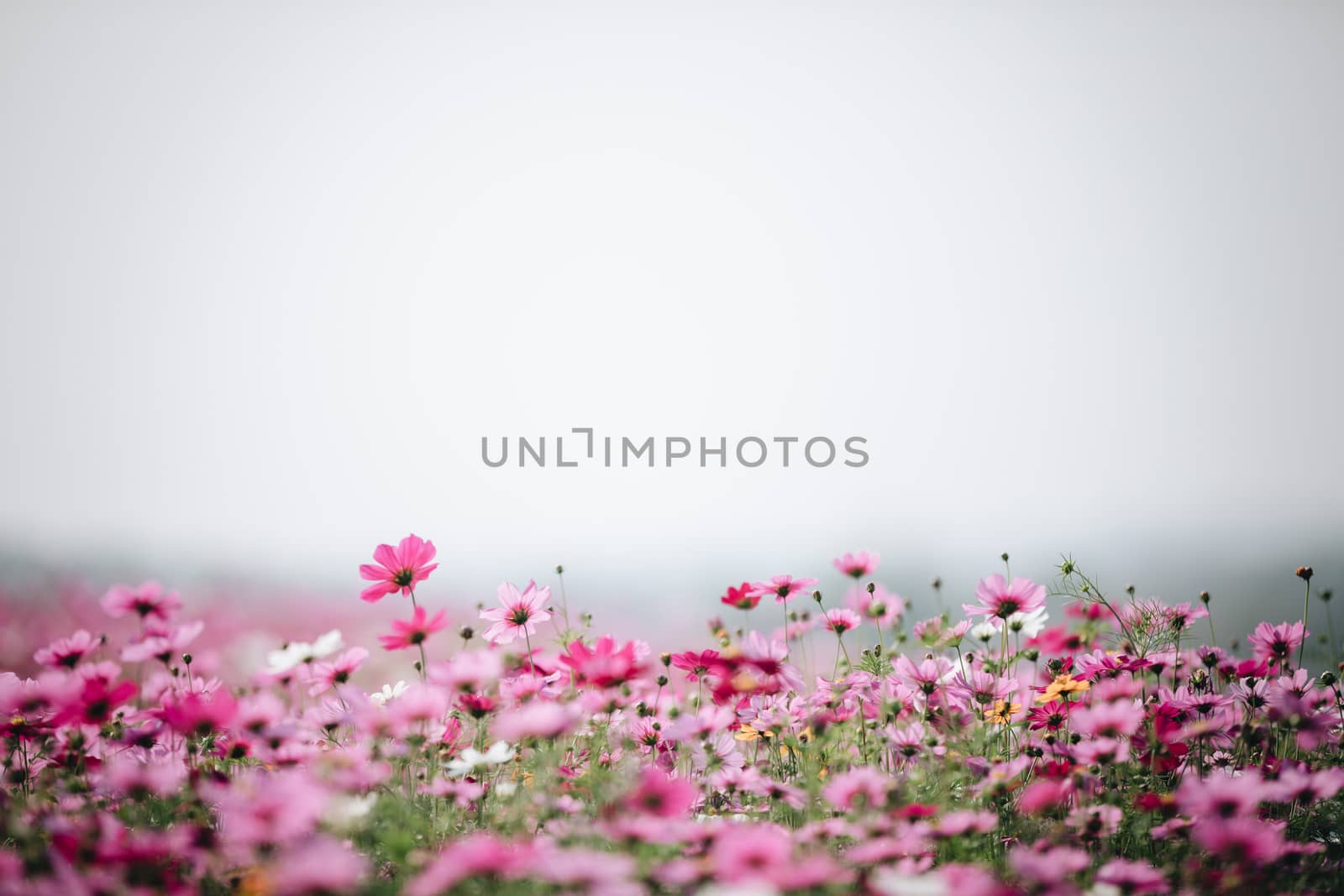 cosmos flower field background with film vintage style