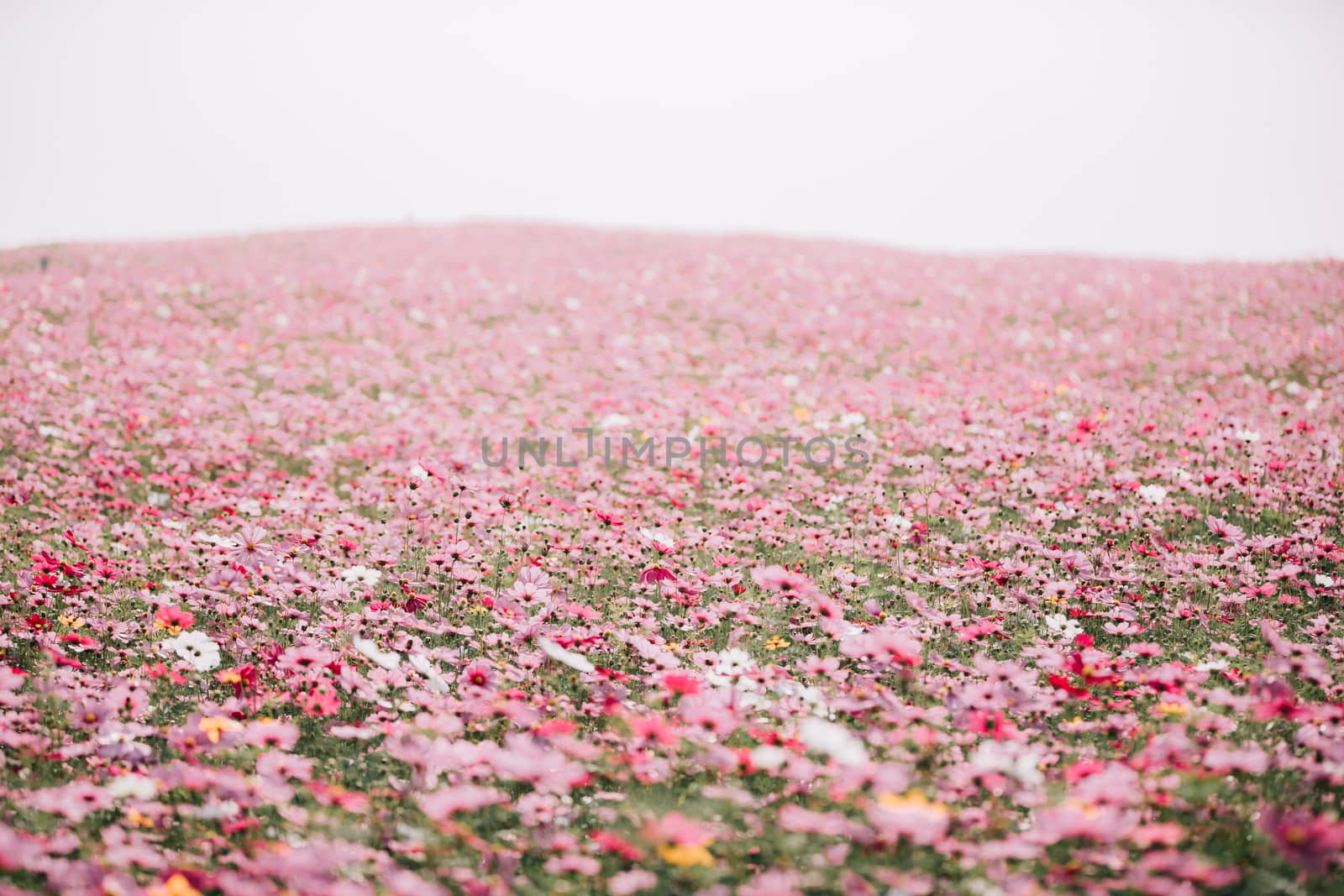 cosmos flower field background with film vintage style