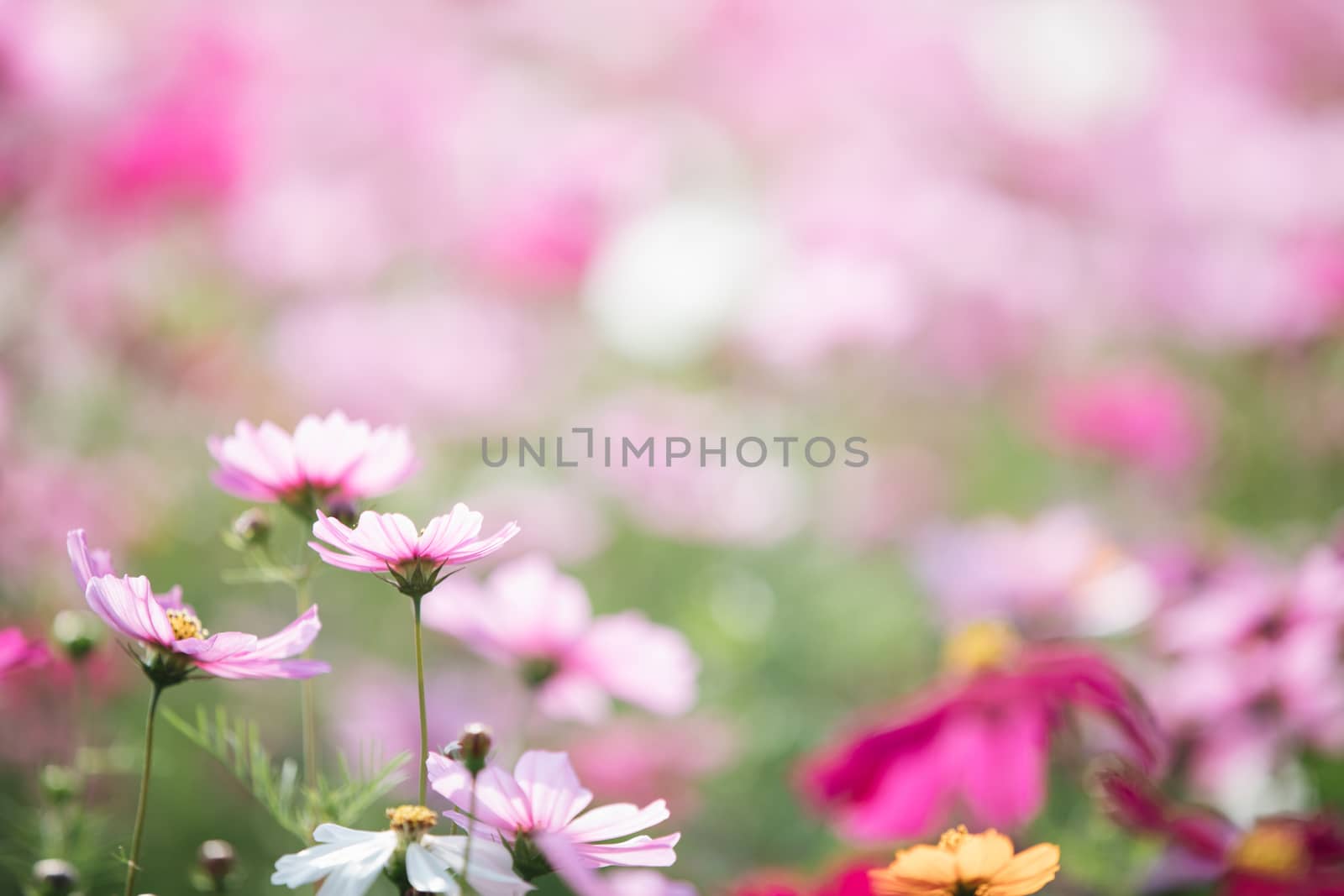 cosmos flower field background with film vintage style