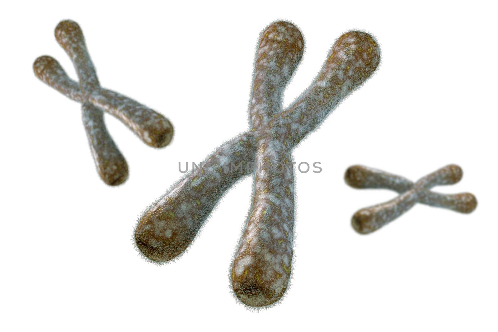 Telomeres - a specialized terminal structure of chromosomes consisting of DNA and proteins. Their function is to protect the ends of the chromosome from degradating.