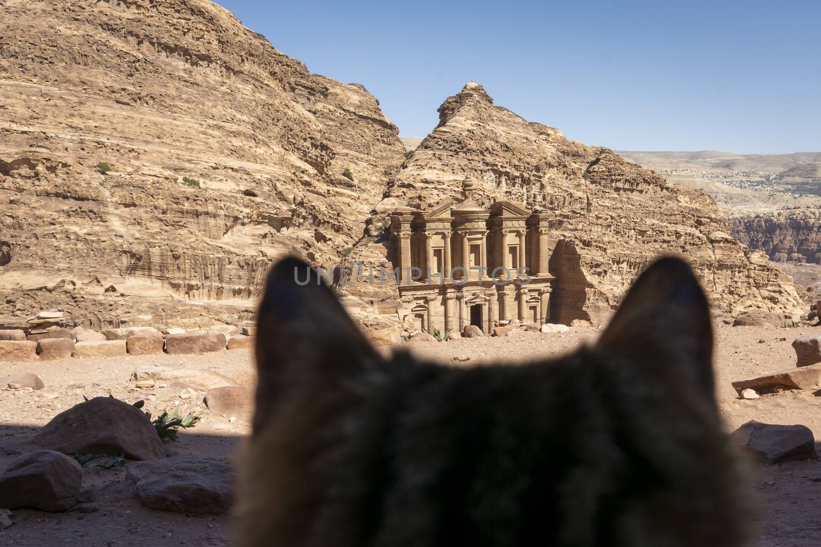 Stray cat looking at the Monastery in Petra, Wadi Musa, Jordan by kb79