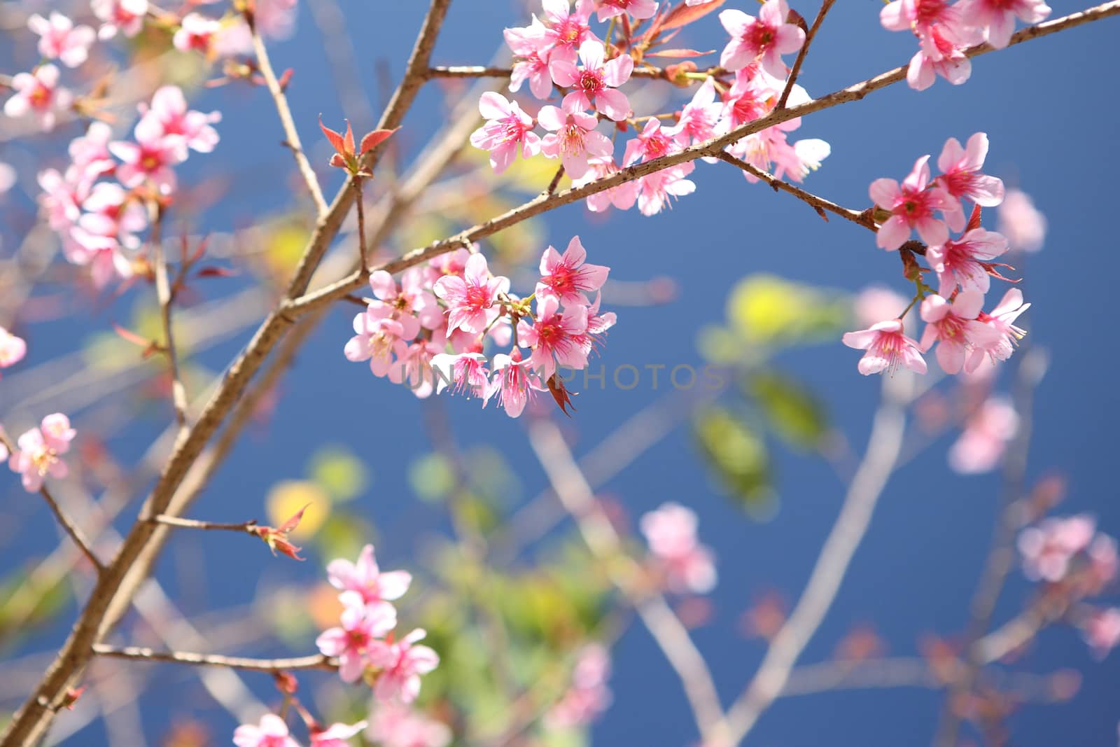 Cherry blossom , pink sakura flower in blue sky by piyato