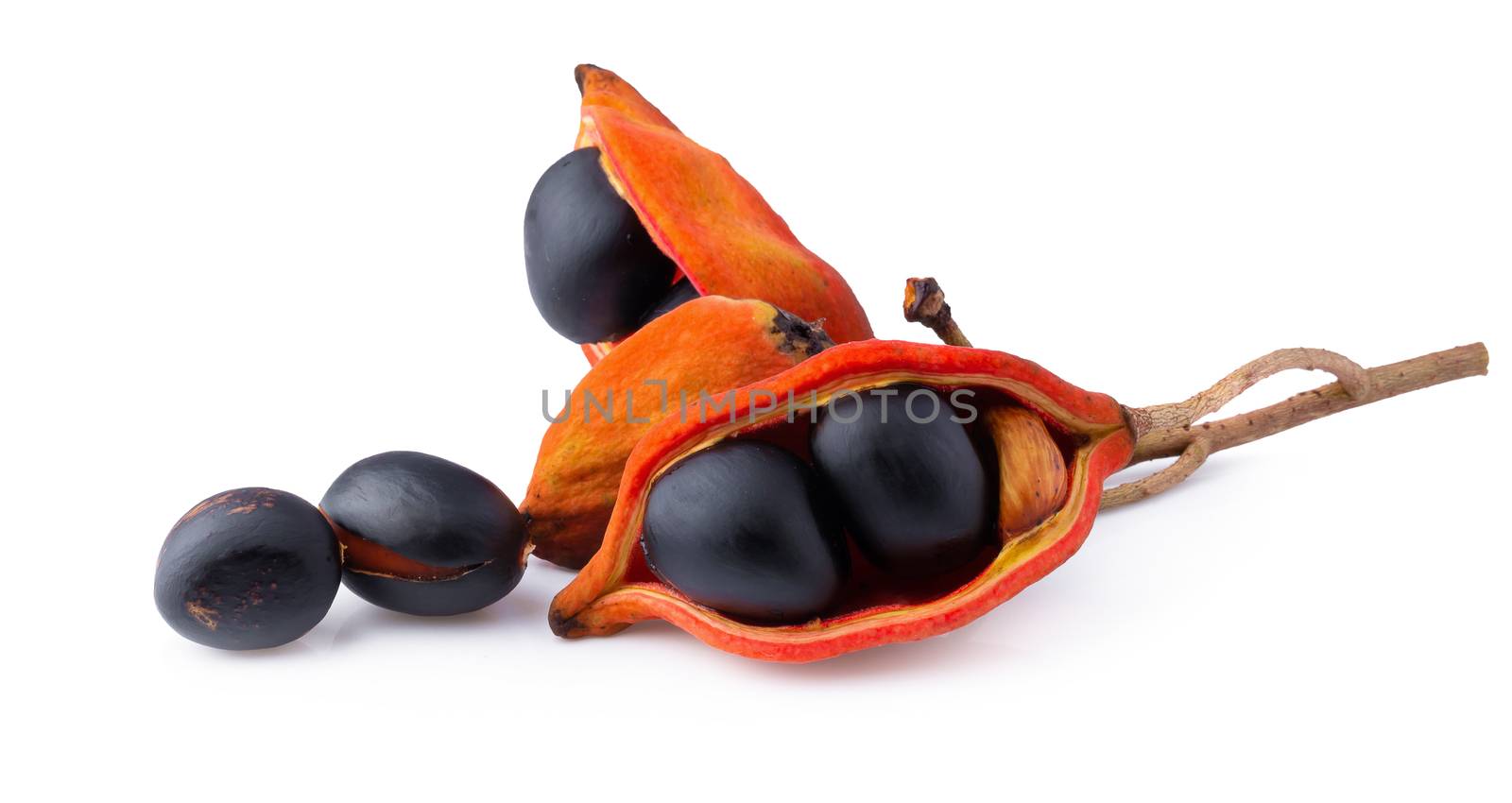 Sterculia monosperma,chestnuts isolate on white background.