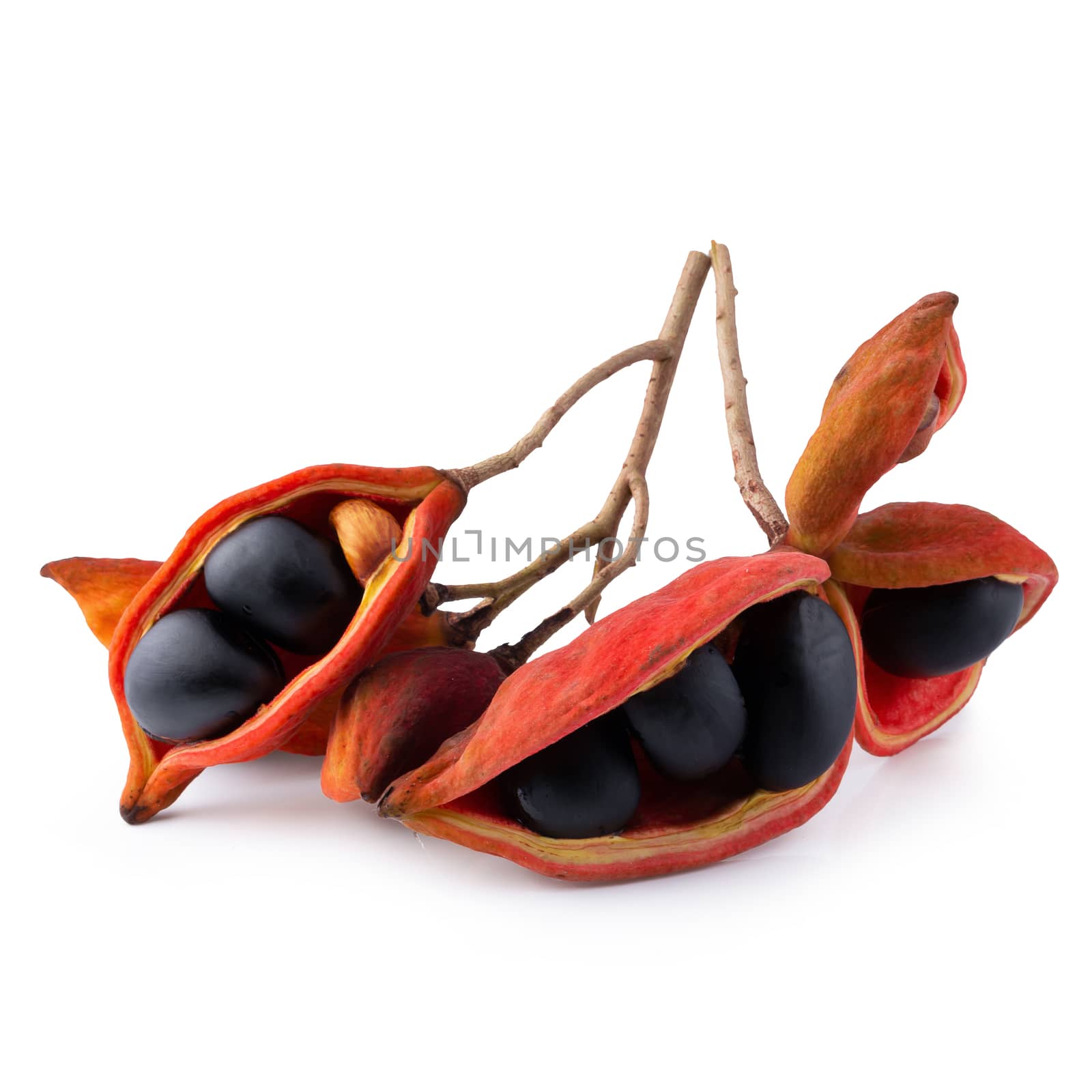 Sterculia monosperma,chestnuts isolate on white background.