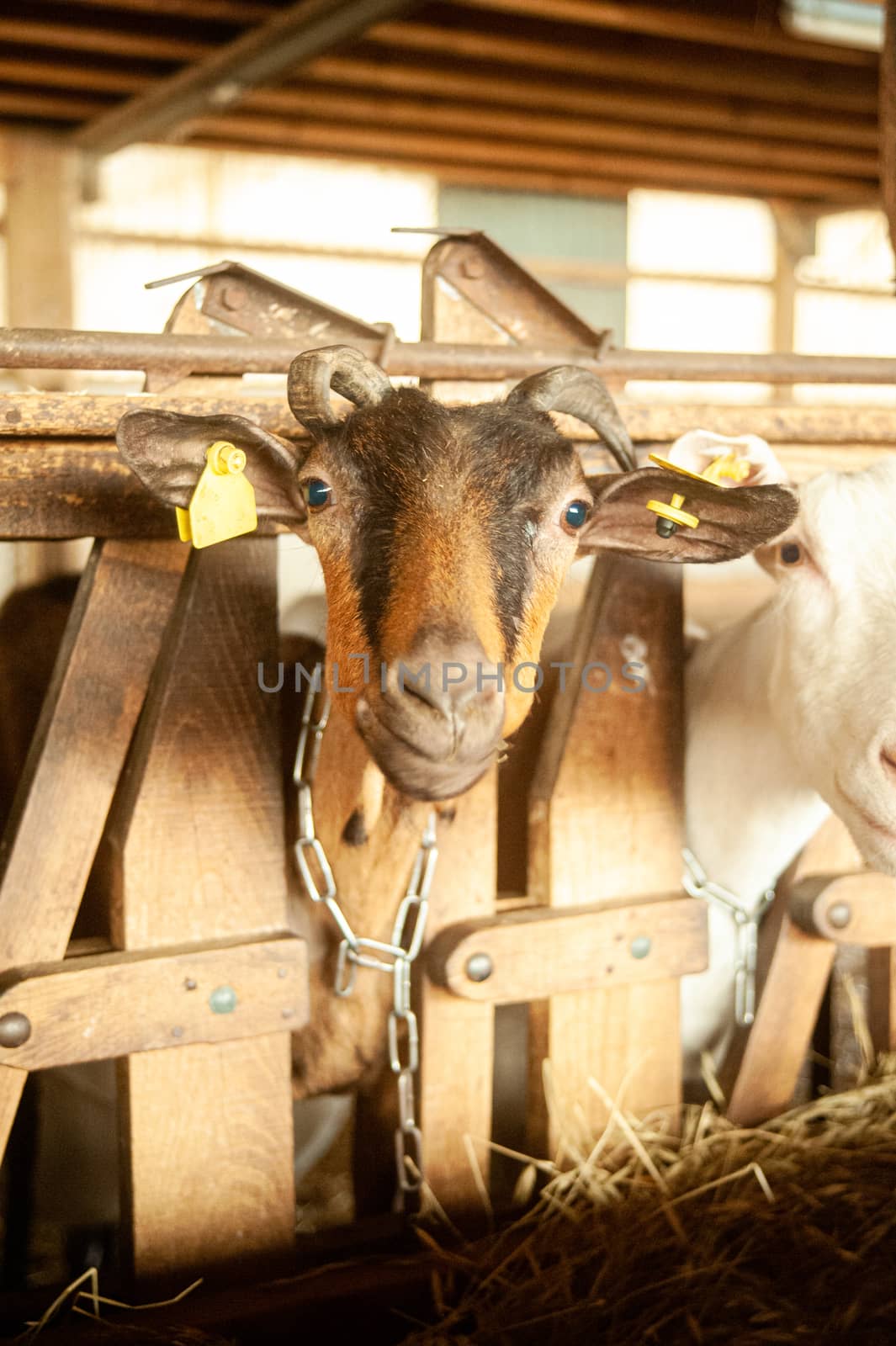 closeup of a brown goat watching the camera in stable