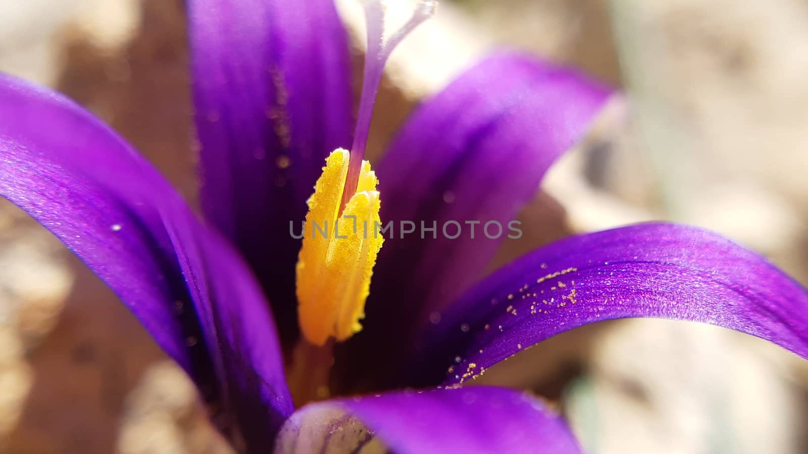 Close-up and detail of two crocus flowers opening up. Purple leaves and yellow pistil. Macro shot.