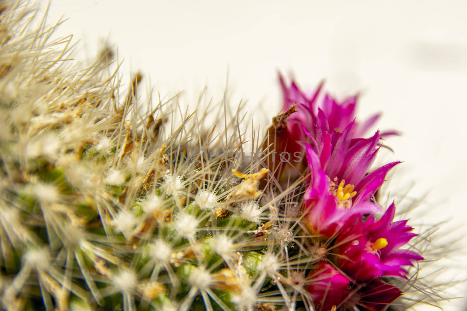 Close-up and macro of cactus with pink flower.