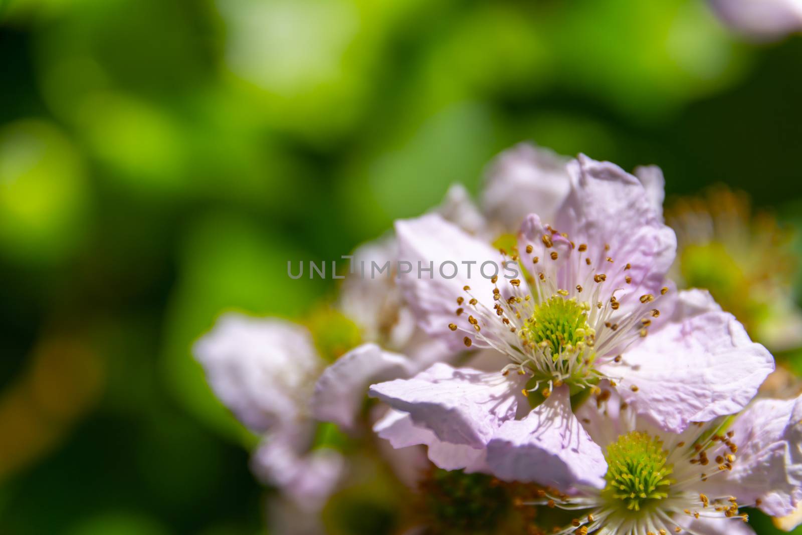 Framboise flower heads during sprintime. Macro shot, detail and close-up by kb79