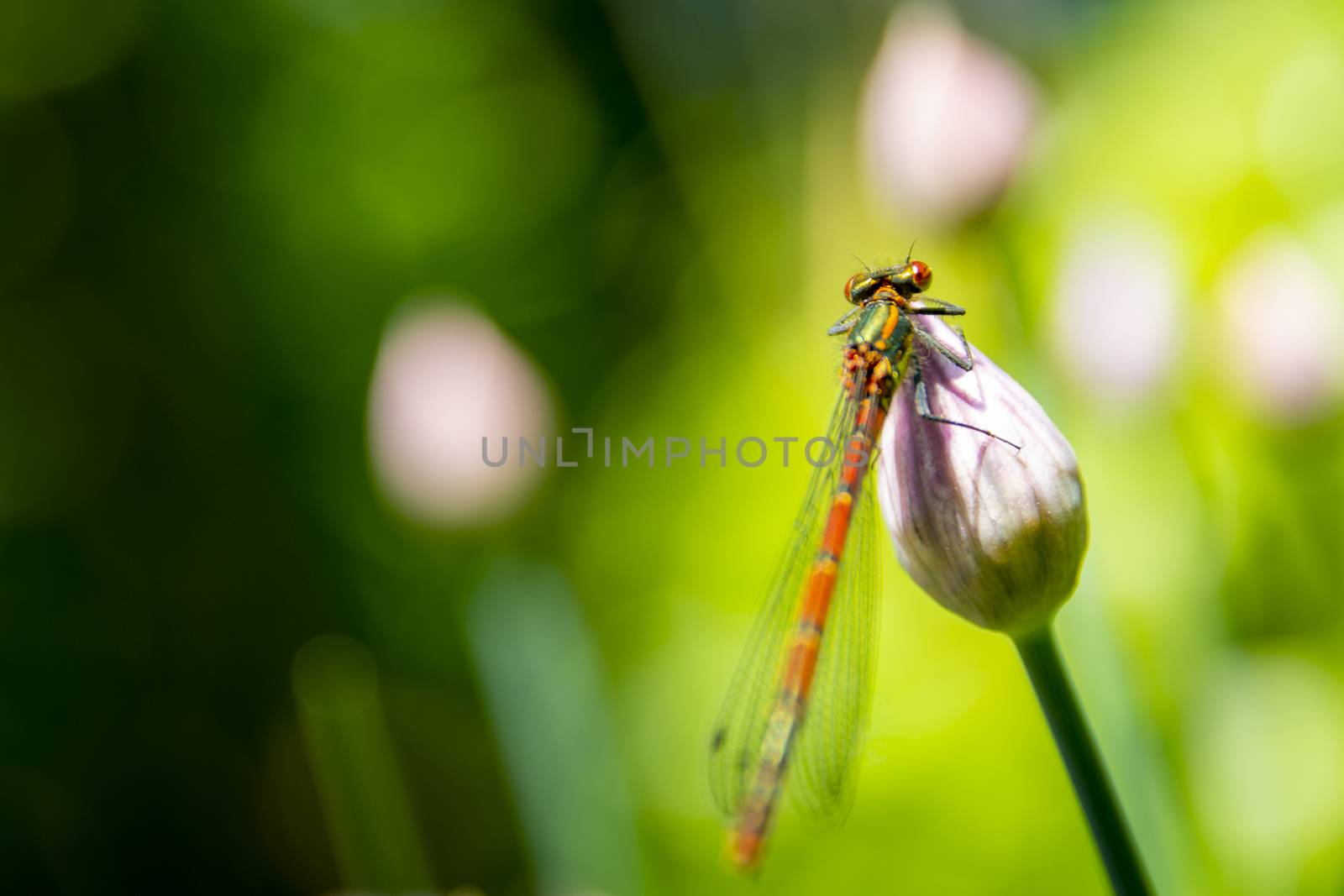 Dragonfly sitting on a closed chive flower bud. Beauty in nature.