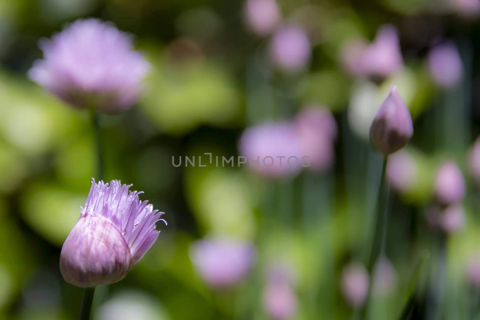 Closed chives flower bud gradually opening up in springtime. Beauty in nature.