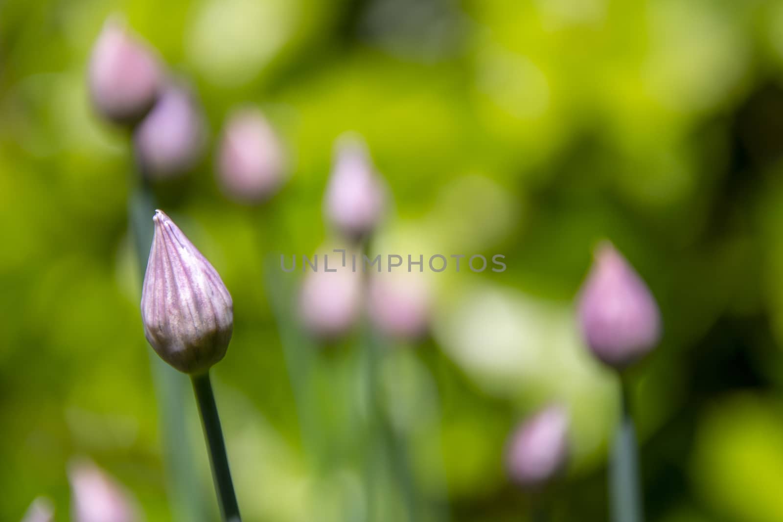 Closed chives flower bud in springtime, selective focus, focus on foreground by kb79