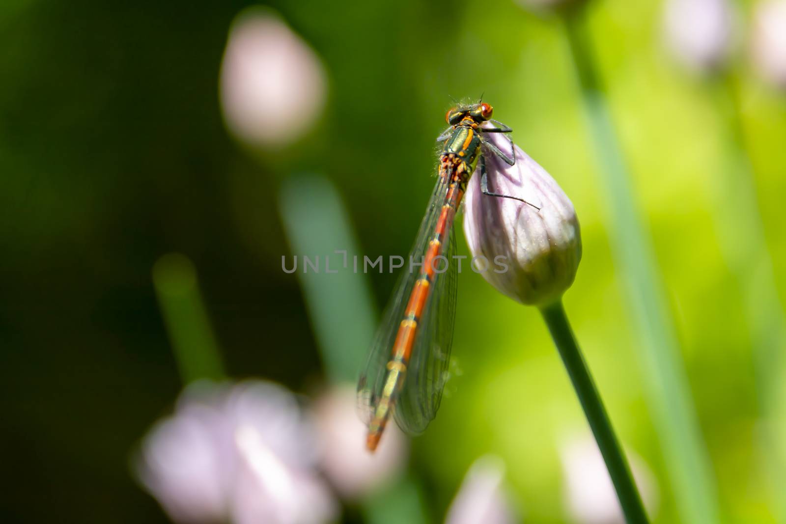 Dragonfly sitting on a closed chive flower bud by kb79