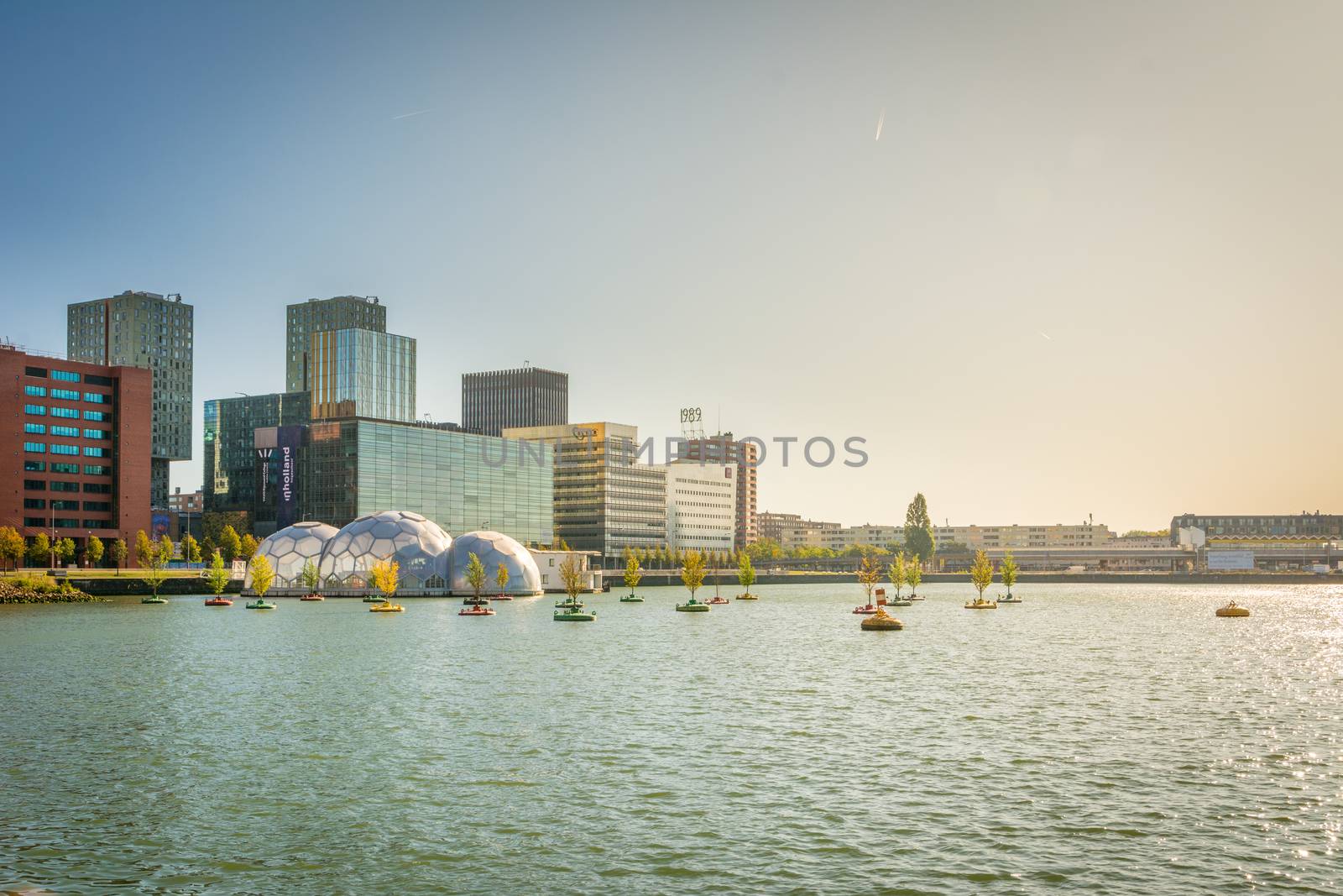 view on the trees on the water, or dobberend bos or Bobbing Forest, on Wilhelminapier in Rotterdam by kb79