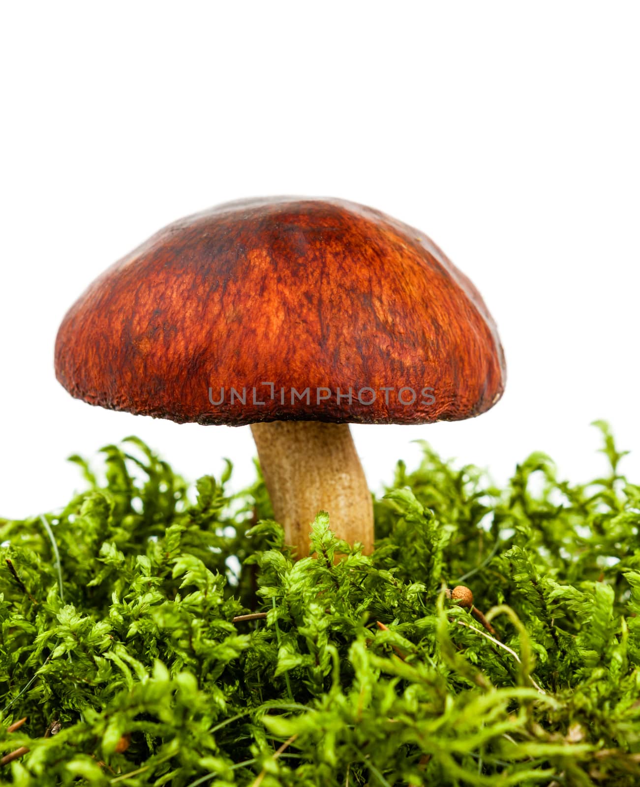  forest mushroom by claraveritas