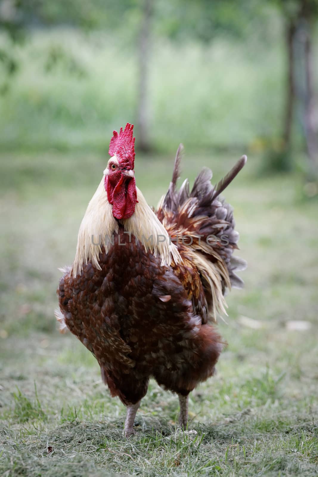 Unique grey hen on green meadow at organic farm