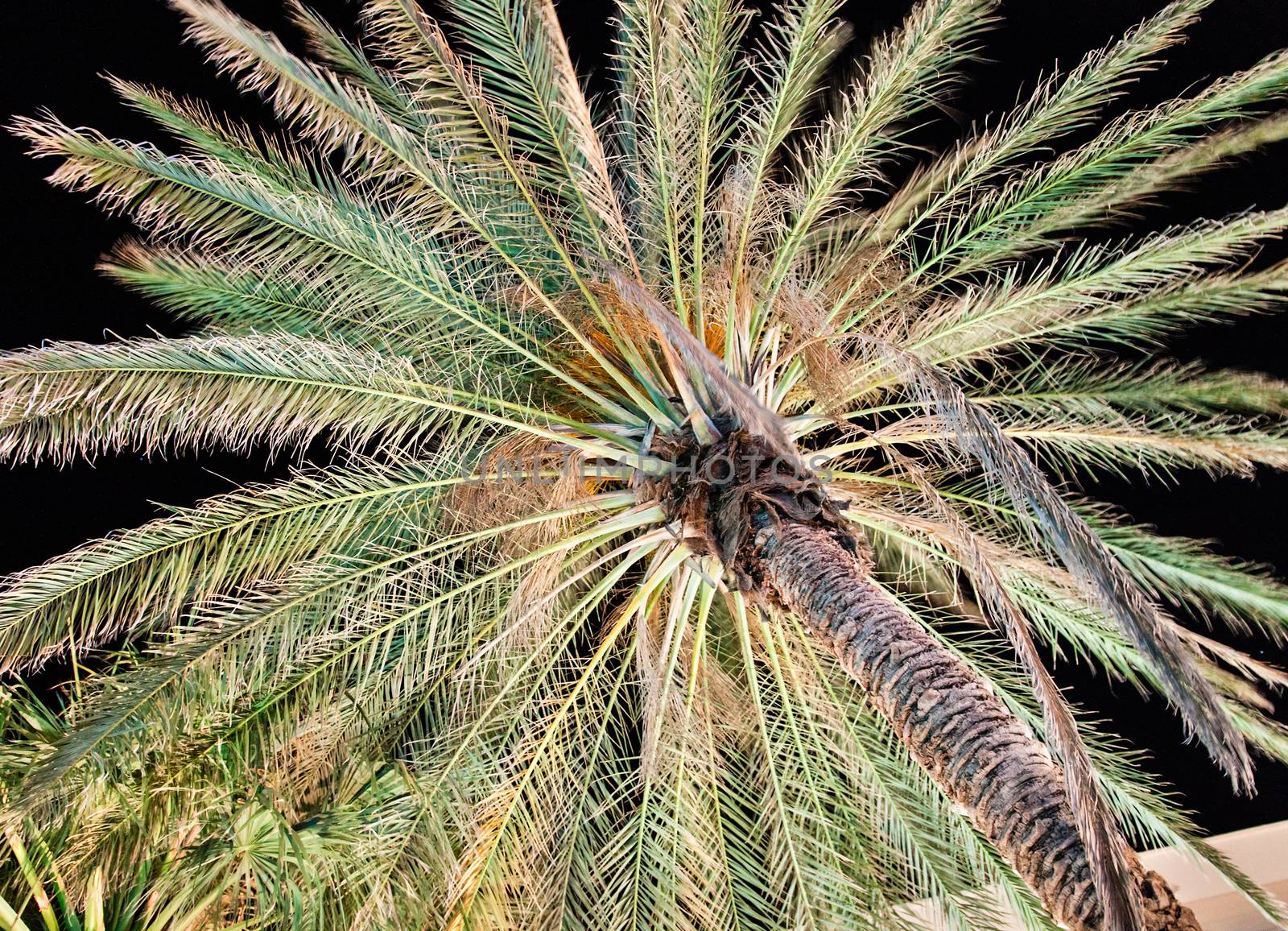 Underlit palm trees waving in wind at a resort hotel in Palm Desert