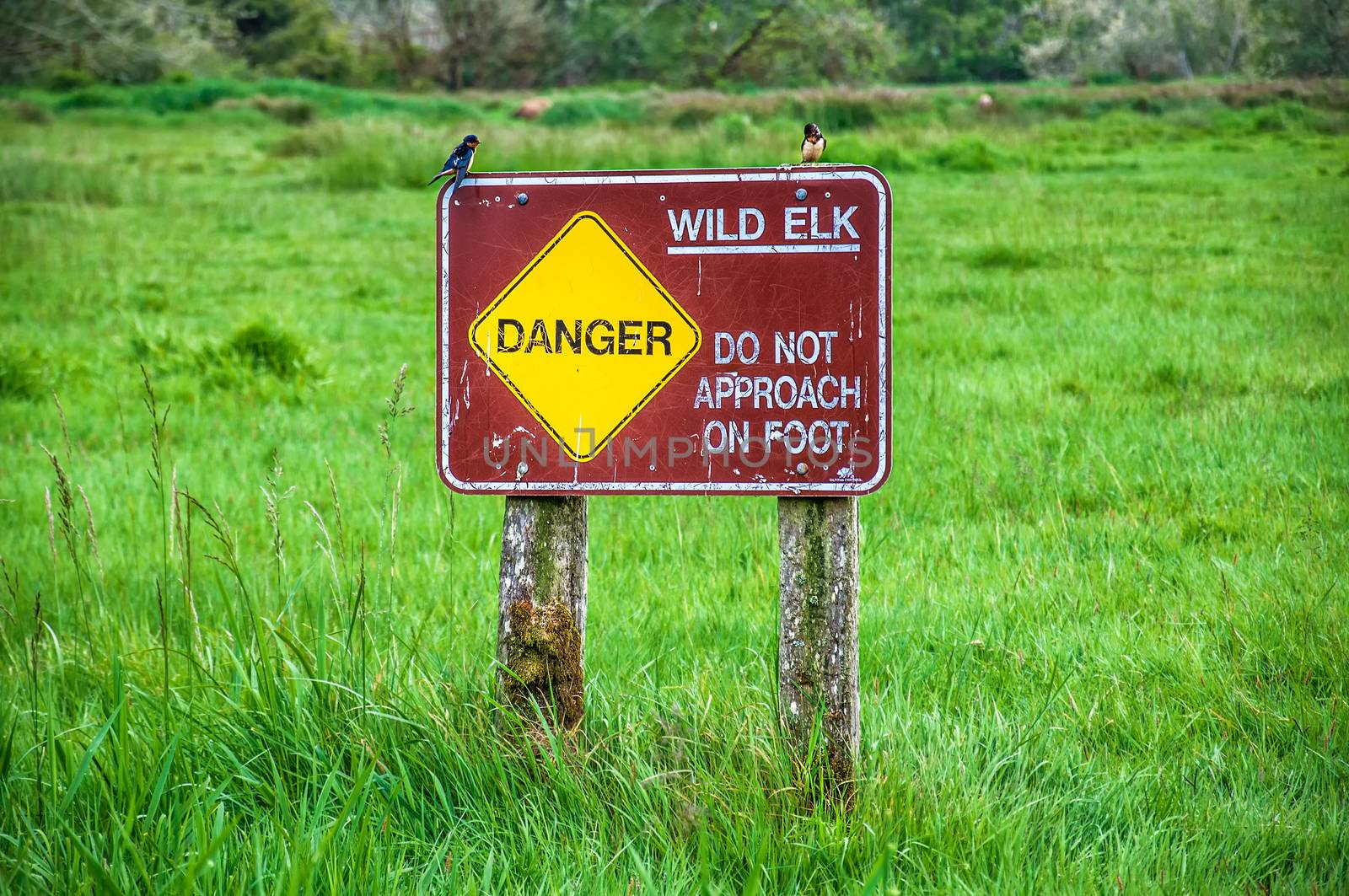 Wild Elk Sign in the Redwood Park by nickfox