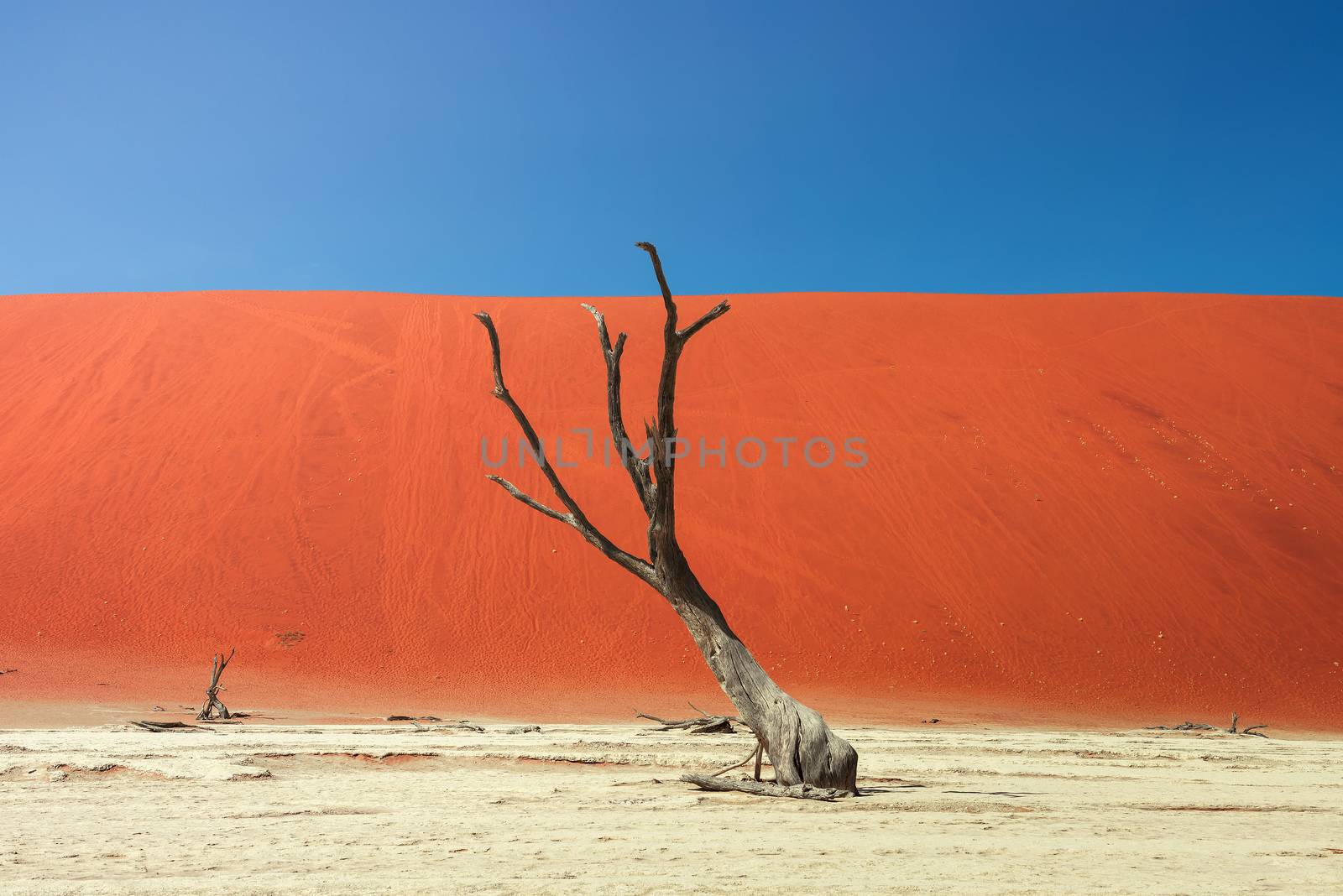 Dead camel thorn tree and the red dunes of Deadvlei near the famous salt pan of Sossusvlei. Deadvlei and Sossuvlei are located in the Namib-Naukluft National Park, Namibia.